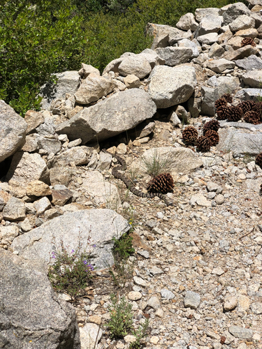 iNaturalist observation photo of Northern Pacific Rattlesnake