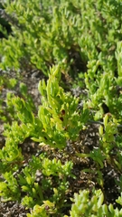 Threlkeldia diffusa