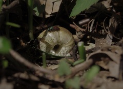 Chrysura trimaculata