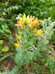Evgenij Samarin, CC BY, iNaturalist via GBIF Chamaecytisus austriacus, photograph Evgenij Samarin, CC BY, iNaturalist via GBIF