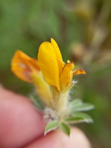 Chamaecytisus austriacus, photograph 4