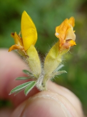 Evgenij Samarin, CC BY, iNaturalist via GBIF Chamaecytisus austriacus, photograph Evgenij Samarin, CC BY, iNaturalist via GBIF
