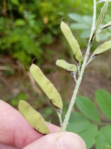 Chamaecytisus austriacus, photograph 6