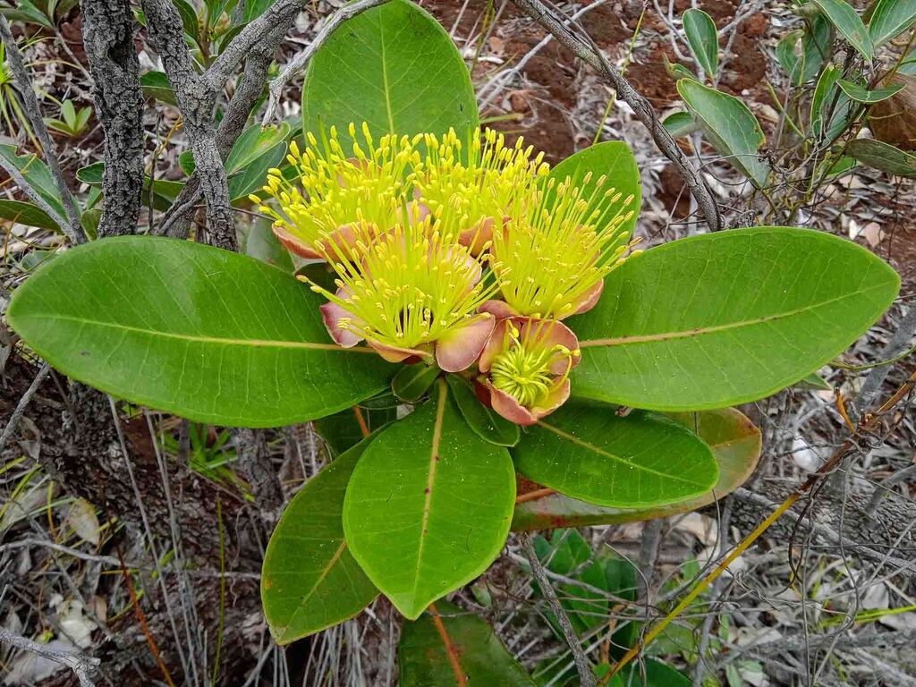 Xanthostemon gugerlii