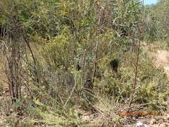 Leucadendron lanigerum lanigerum