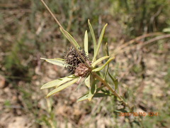 Leucadendron lanigerum lanigerum