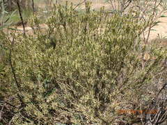 Leucadendron lanigerum lanigerum