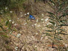 Ornithogalum thyrsoides