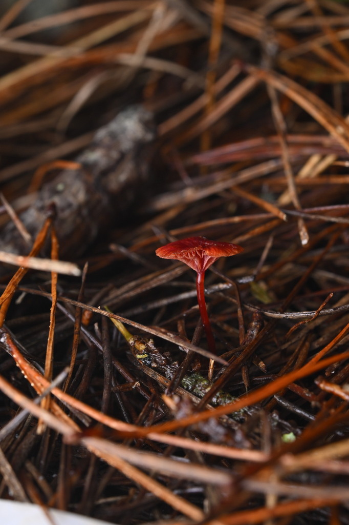 Cruentomycena viscidocruenta · June 2025 · photo: © invertebratist (iNaturalist, cc-by-nc)