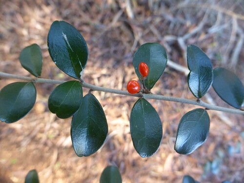 Emmenosperma pancherianum observed 2025-07-17