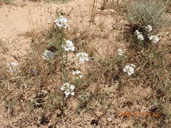 Ornithogalum thyrsoides