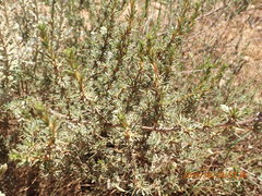 Cliffortia pterocarpa