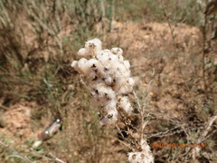 Eriocephalus africanus