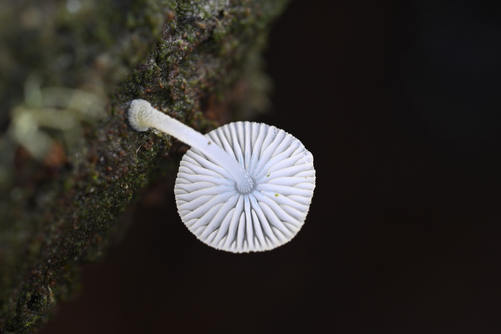 Mycena interrupta · June 2025 · photo: © invertebratist (iNaturalist, cc-by-nc)