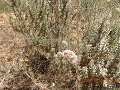 Eriocephalus africanus