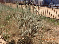 Athanasia trifurcata