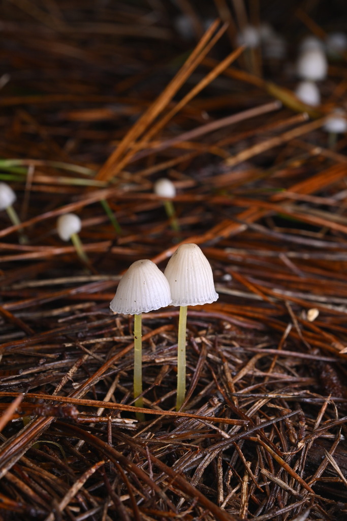 Mycena subviscosa · June 2025 · photo: © invertebratist (iNaturalist, cc-by-nc)