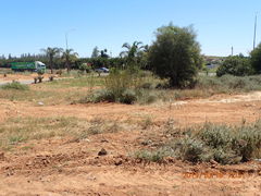 Leucadendron corymbosum