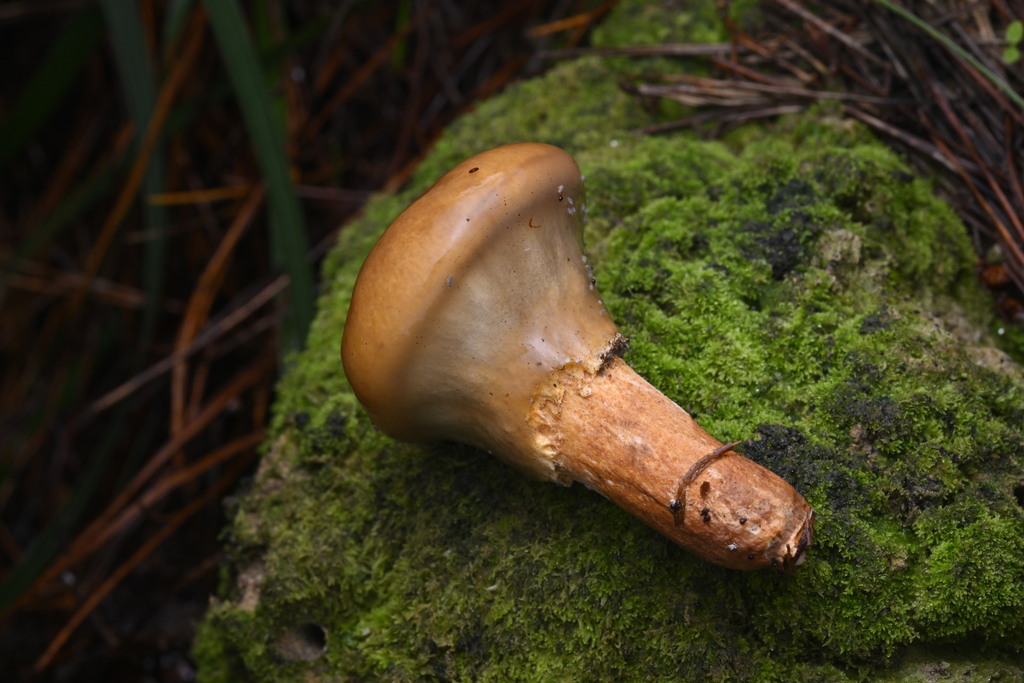 Suillus salmonicolor · June 2025 · photo: © invertebratist (iNaturalist, cc-by-nc)