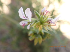 Pelargonium myrrhifolium myrrhifolium