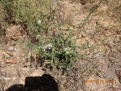 Pelargonium myrrhifolium myrrhifolium