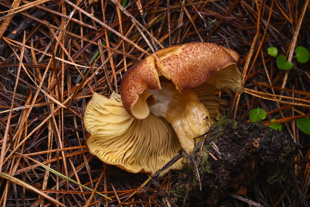Tricholomopsis ornaticeps · June 2025 · photo: © invertebratist (iNaturalist, cc-by-nc)