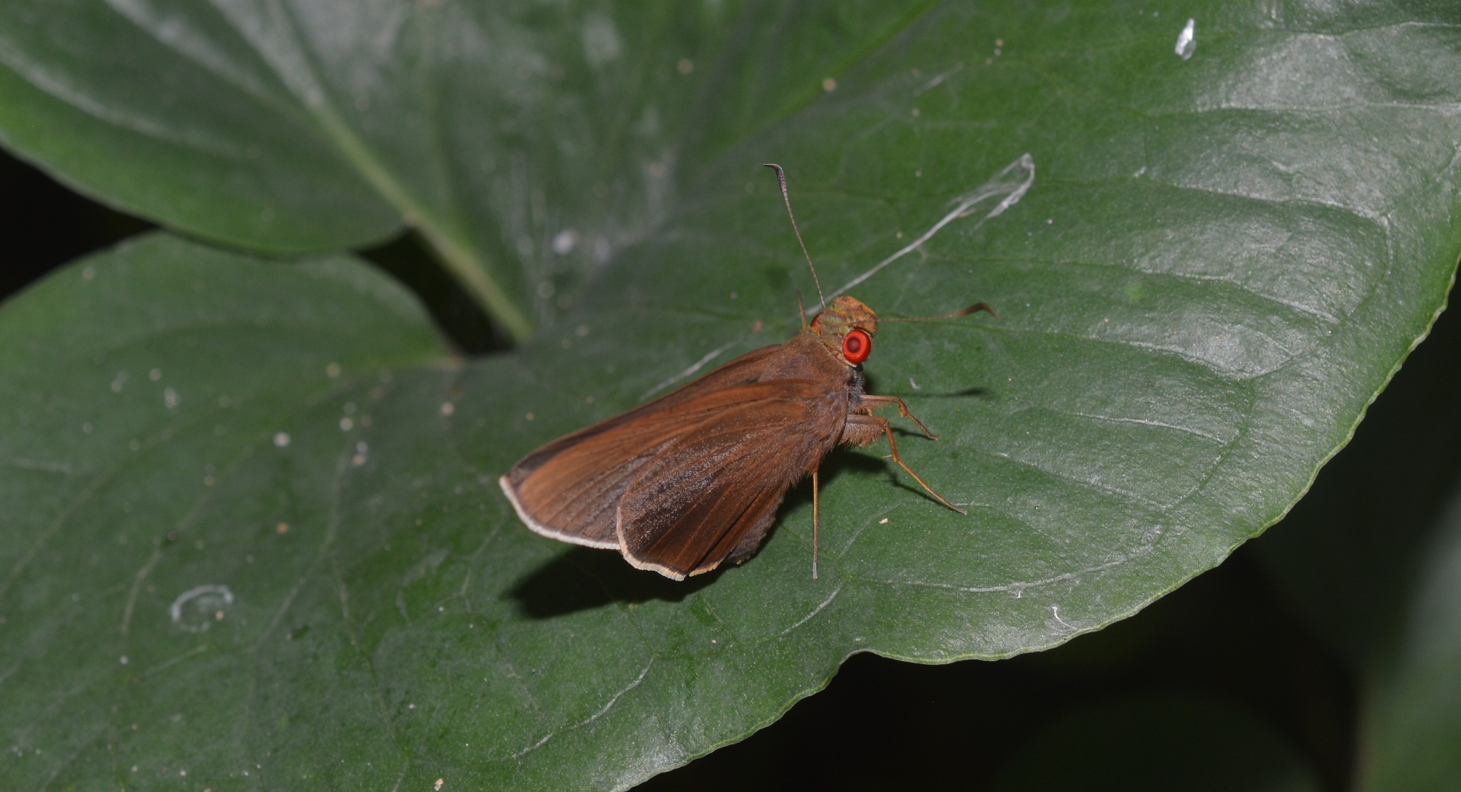 Common Branded Redeye