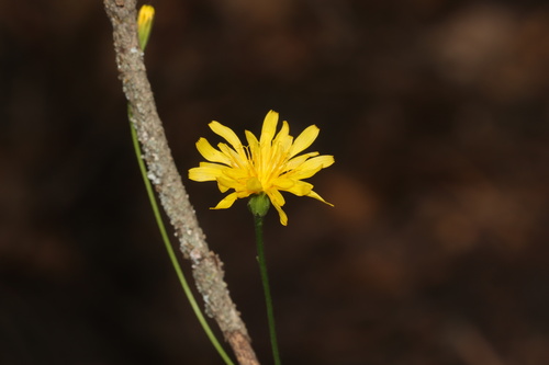 fiddleleaf hawksbeard (Crepis runcinata)