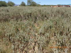 Athanasia trifurcata