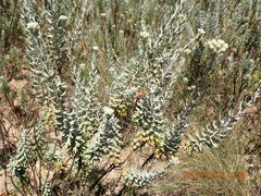 Athanasia trifurcata