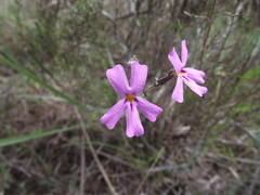 Jamesbrittenia foliolosa