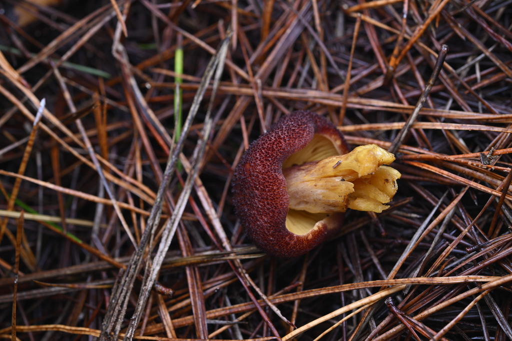 Tricholomopsis ornaticeps · June 2025 · photo: © invertebratist (iNaturalist, cc-by-nc)