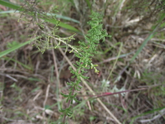 Jamesbrittenia foliolosa