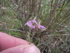 Jamesbrittenia foliolosa