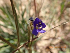 Aristea africana