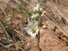 Ornithogalum thyrsoides