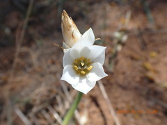 Ornithogalum thyrsoides