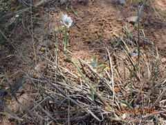 Ornithogalum thyrsoides