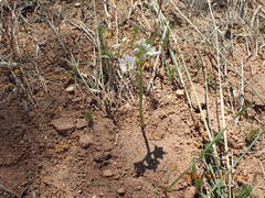 Ornithogalum thyrsoides