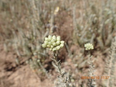 Athanasia trifurcata