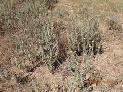 Athanasia trifurcata