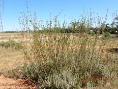 Leucadendron corymbosum