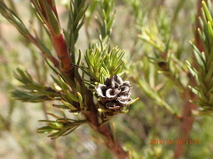 Leucadendron corymbosum