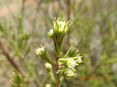 Leucadendron corymbosum