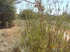 Leucadendron corymbosum