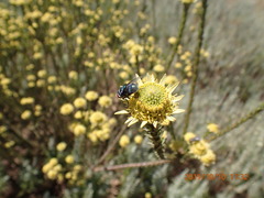 Leucadendron stellare