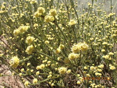 Leucadendron stellare