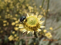 Leucadendron stellare