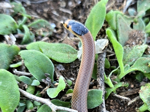 Spectacled Hooded Snake