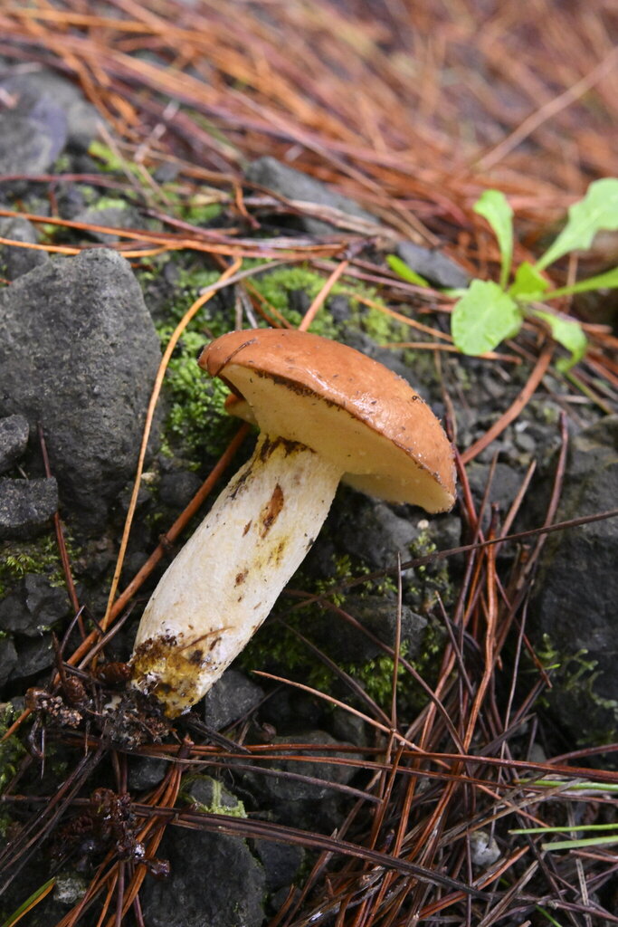 Suillus granulatus · June 2025 · photo: © invertebratist (iNaturalist, cc-by-nc)